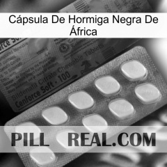 Cápsula De Hormiga Negra De África 34